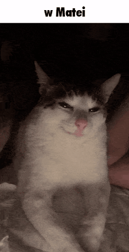 Matei W Matei GIF