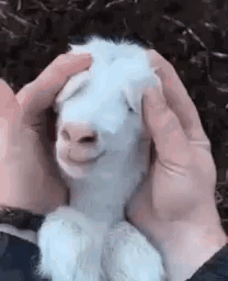 Mateus Goat GIF