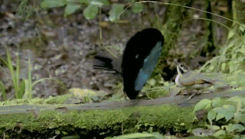 Mating Bird GIF