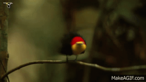 Mating Dance GIF