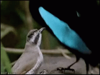 Mating Dance GIF