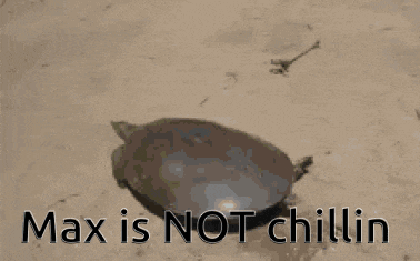 Max Turtle GIF