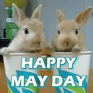 May Day Happy May Day GIF