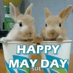 Mayday Happymayday GIF
