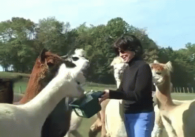 Mb Loves Alpacas GIF. This 397 x 280 animated GIF is part of our lhama cuspindo collection. Related themes include funny, spit. View the original animation…