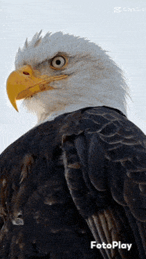 Mbacok06 GIF