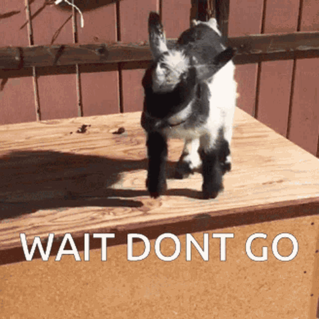 Mclala9 Goat GIF