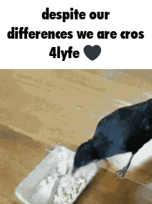 Me And Cro Cro Friends GIF