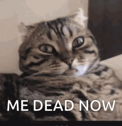 Me Dead Now Cat GIF
