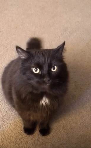 Me When The Cat Attack Cishet Big Chungus GIF