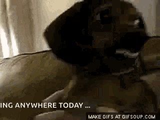 Mean Weinerdog GIF