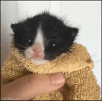 Meaw GIF