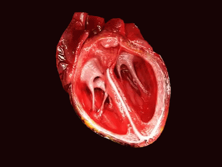 Medical School Heart GIF