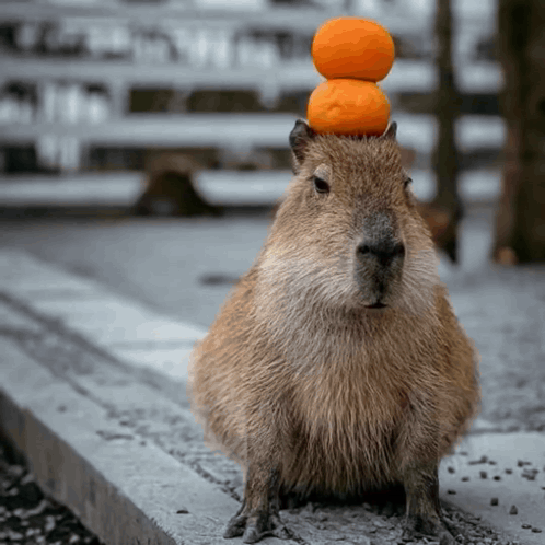 Meep Explode Capybara Explode GIF