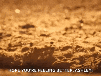 Meerkat Hide GIF