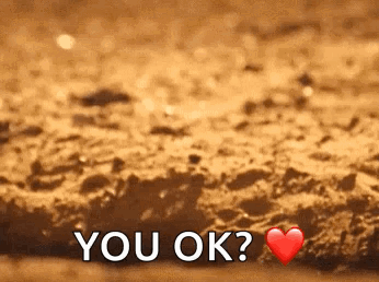 Meerkat Hide GIF