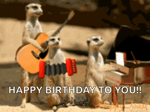 Meerkat Playing GIF
