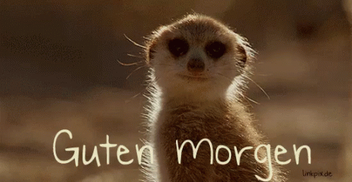 Meerkatze Sagt Guten Morgen - Guten Morgen GIF. This 498 x 258 animated GIF is part of our lustige montags collection. Related themes include guten morgen…