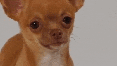 Megansoo Dog Meme GIF