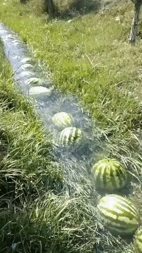 Melon GIF
