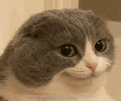 Melvin Meme Cat GIF