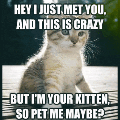 Meme Cat GIF