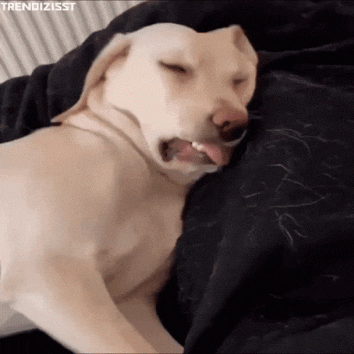 Meme GIF