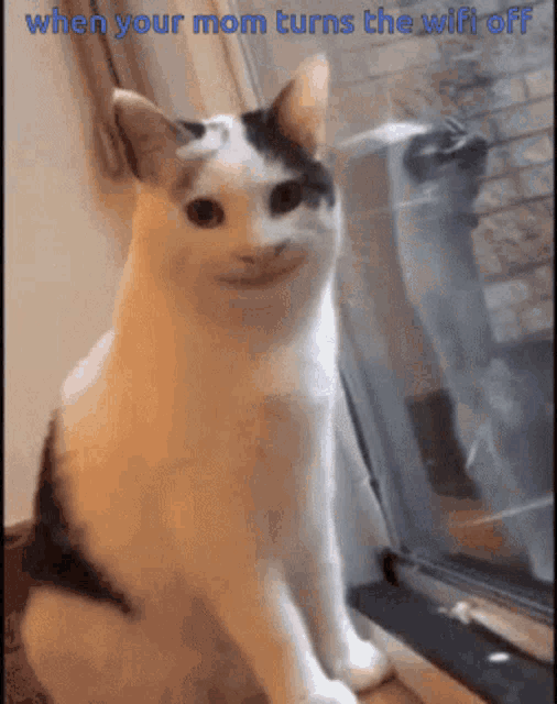 Meme GIF