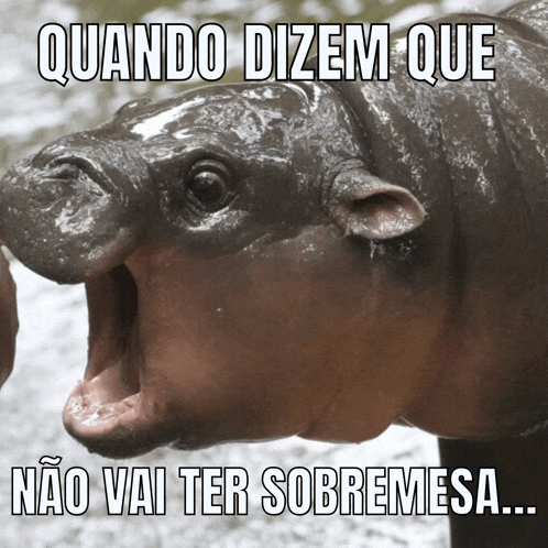 Memebrasileiro Moodeng Meme