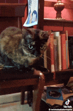 Mentally Unstable Cat GIF