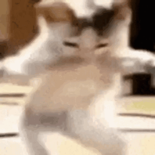 Meo Meo GIF