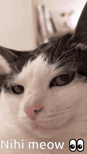 Meow Cat Look GIF