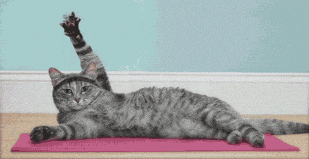Meow GIF