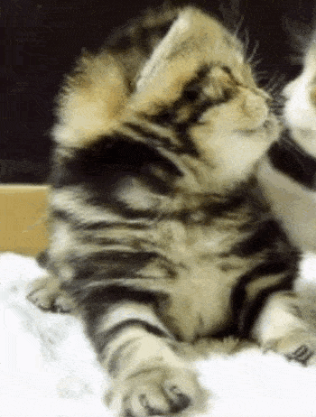 Meow1samantha GIF