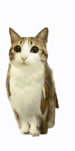 Meowl Cat GIF