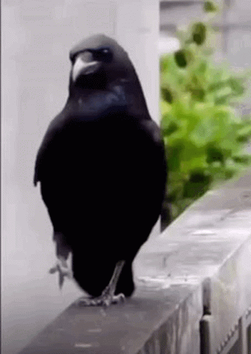 Merlo Uccelli GIF