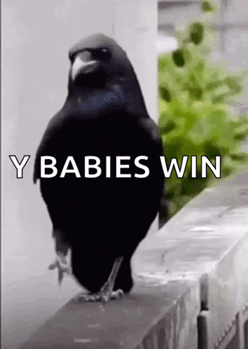 Merlo Uccelli GIF