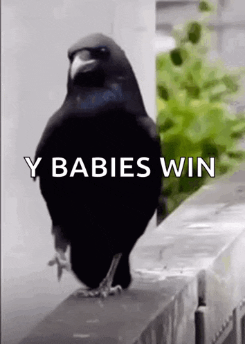 Merlo Uccelli GIF