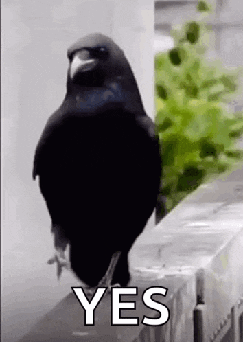 Merlo Uccelli GIF