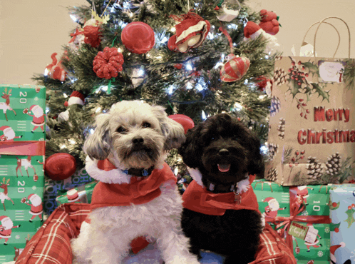 Merry Christmas Meme
