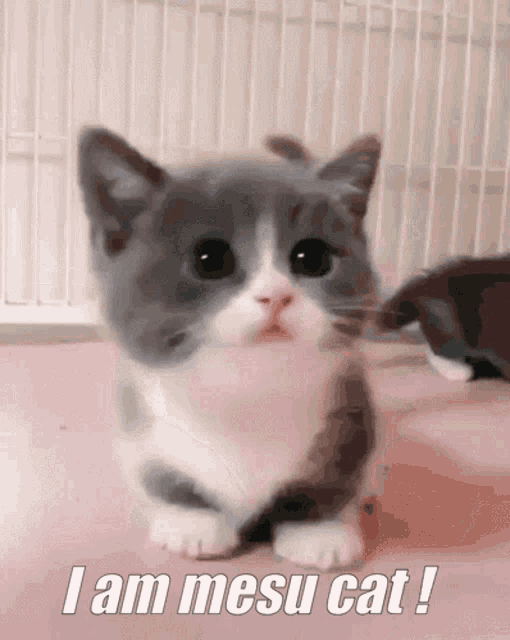 Mesu Mesu Cat GIF