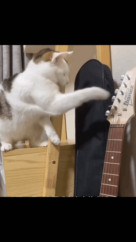 Metal Cat Guitar Cat GIF