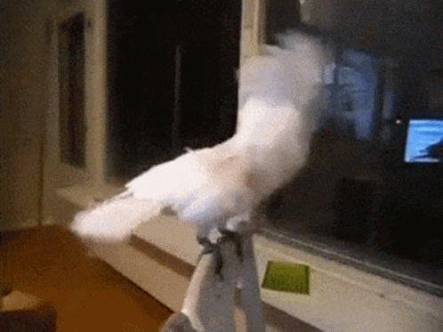 Metal Parrot GIF