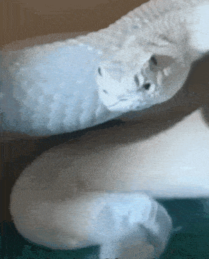 Mewing Snake GIF