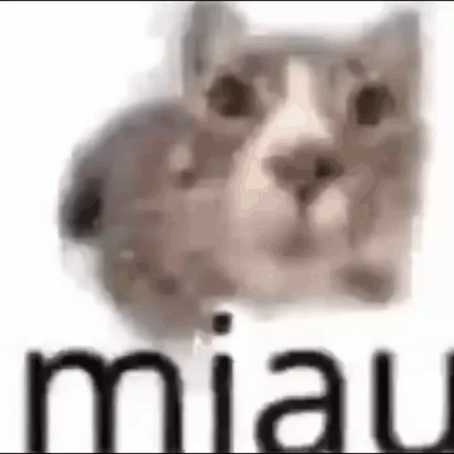 Miau GIF