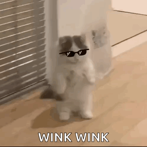 Michi Michillio GIF