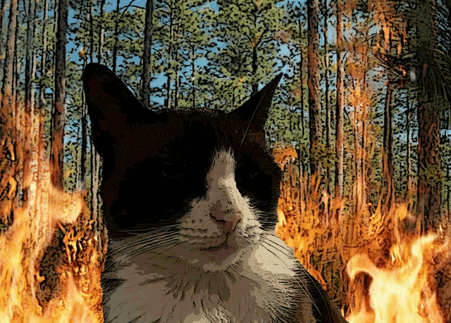 Miitens Cat Cat Fire GIF