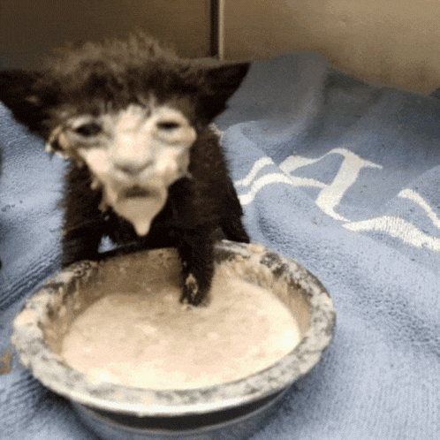 Milk Cat Funny Cat Meme