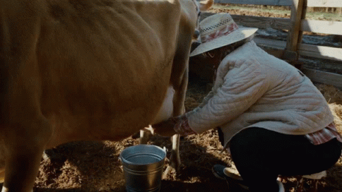 Milking Cow GIF