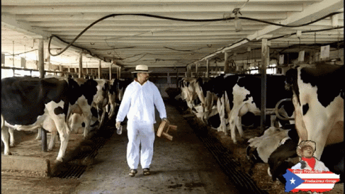 Milking Cow GIF. This 498 x 280 animated GIF is part of our cow milk collection. Related themes include cow. Created by Arroyo72. View the original…